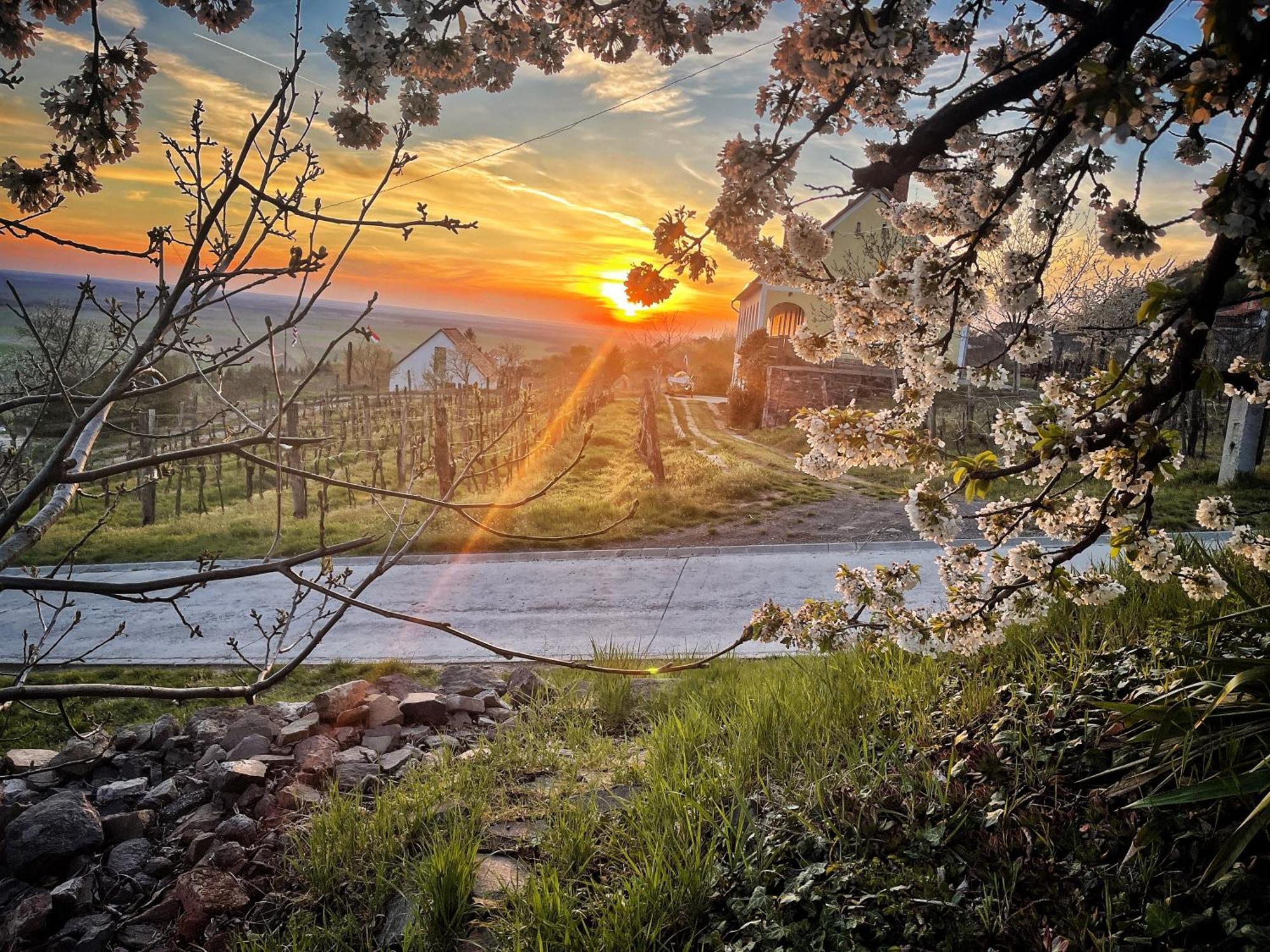 Somlo Wineshop Guesthouse Somlovasarhely Экстерьер фото