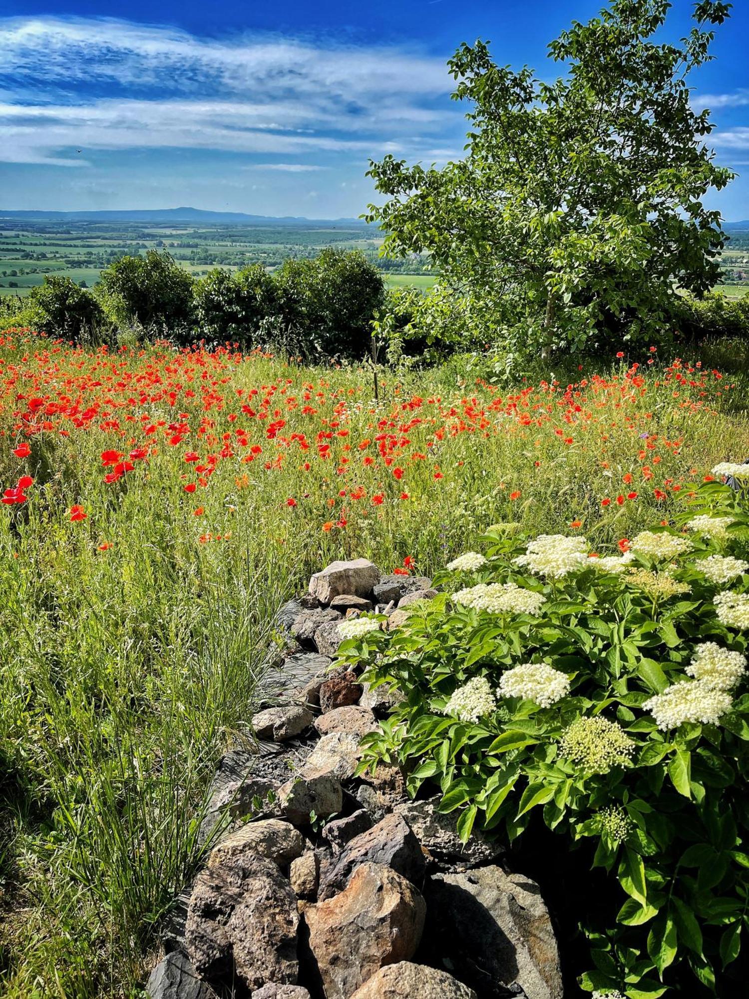 Somlo Wineshop Guesthouse Somlovasarhely Экстерьер фото