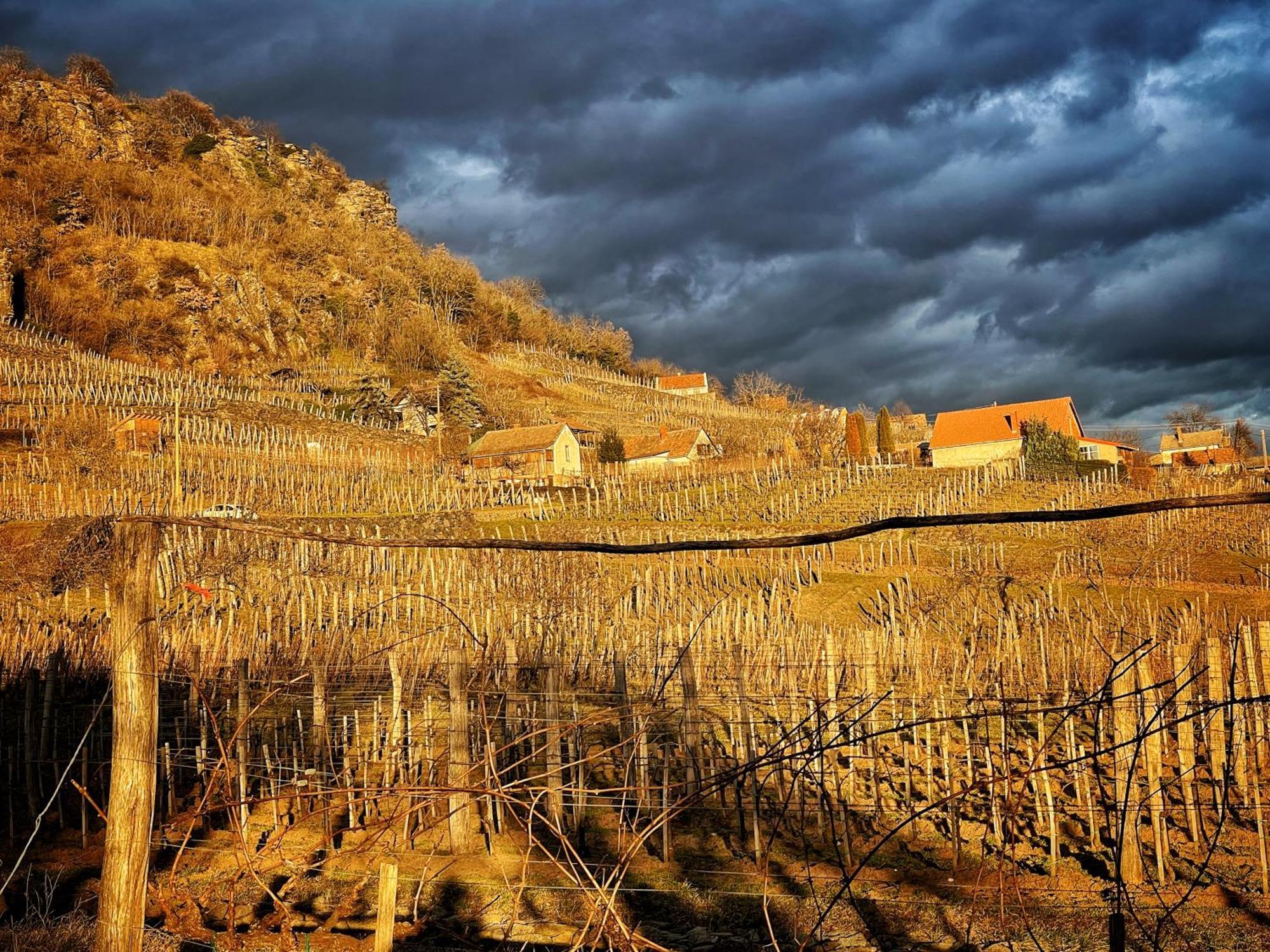 Somlo Wineshop Guesthouse Somlovasarhely Экстерьер фото